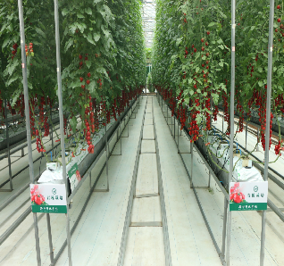 Galvanized Frame Multi Span Greenhouse With Hydroponic Growing Systems