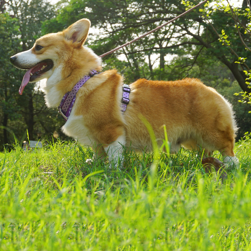 2023 Chengbei's Pet Supplies Dog Leash Vest with Reflective Strip and Solid Pattern