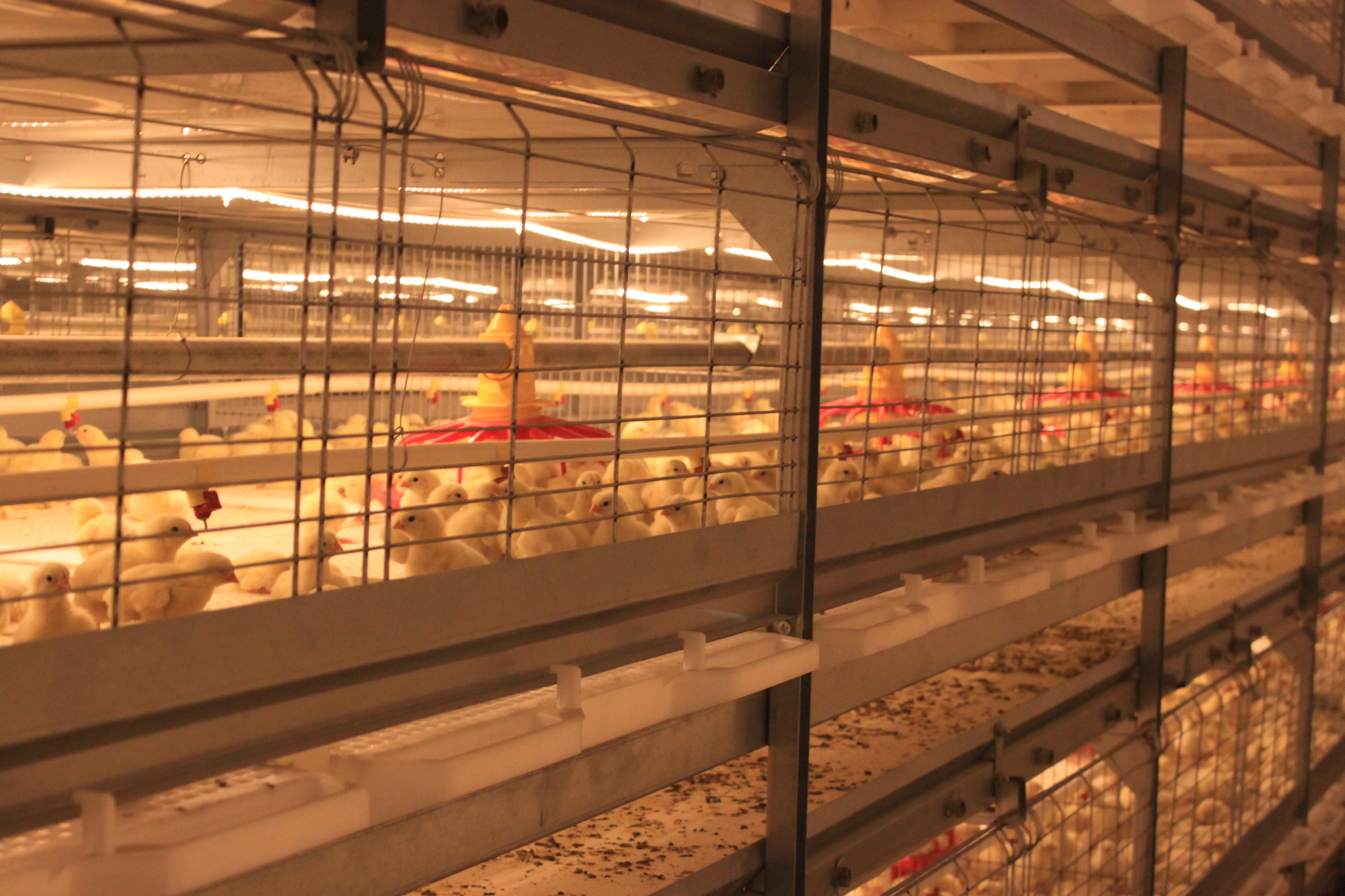 Anti Corrosive Galvanized Full Antomatic Poultry Farm Shed Bird House Prefabricated