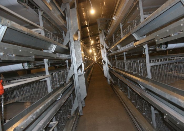 Industrial Automatic H Type Layer Chicken Cage Reduce Feed Wastage
