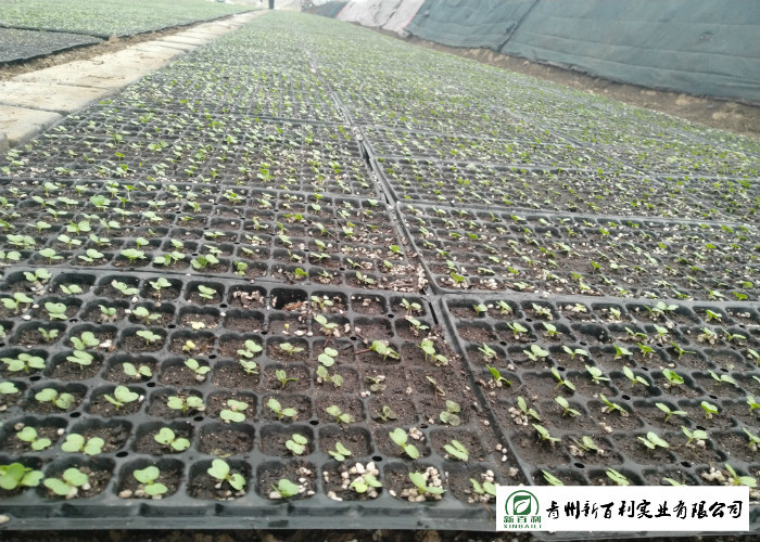 Big Size All Season Cabbage , Organic Napa Cabbage Japan Standard Own Bases