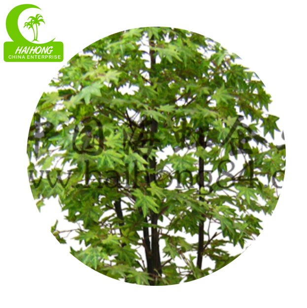 maple tree
