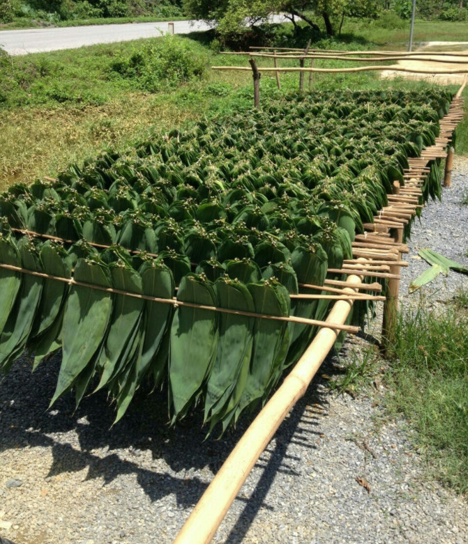 Food Class OEM 100% Handweaved Bamboo Tree Leaves