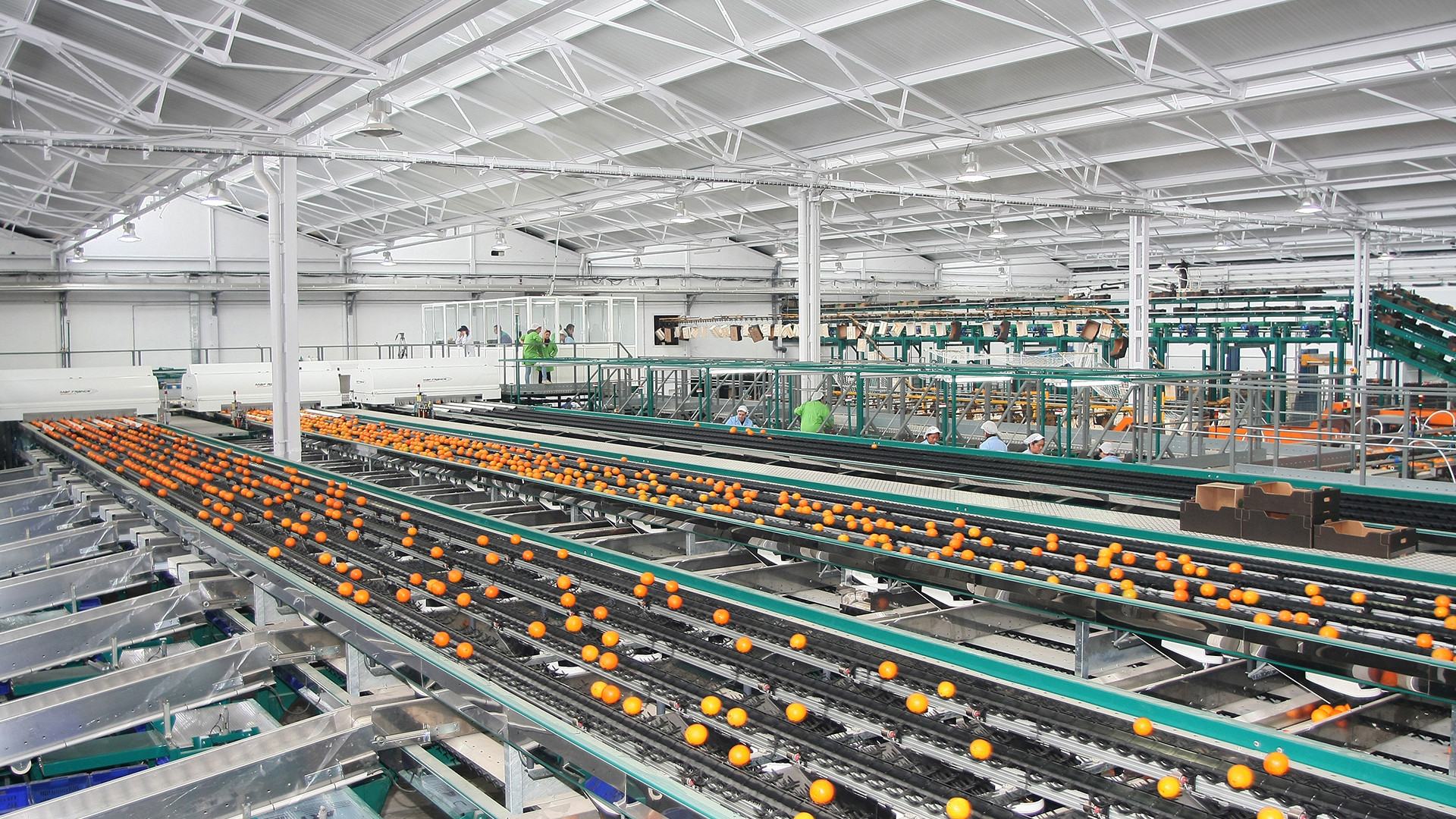 512 Channel Fruit Vegetable Sorting Machine 4.5kw CE certificate