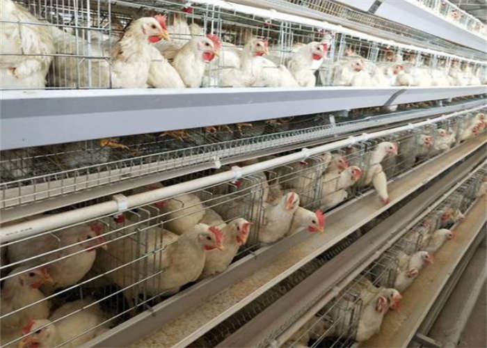 Welded Layer Chicken Cage 128 Birds 4 Doors 4 Tier Chicken Cage Q235 For Poultry