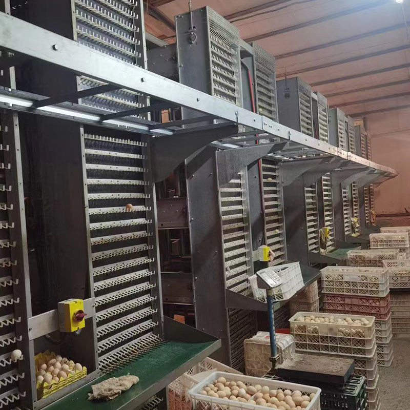 Galvanized Stainless Egg Conveyor Belt Systems For Egg Collection And Grading