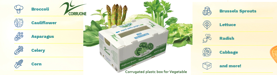 Corn Corflute Box Vegetable Corrugated Boxes Recyclable Custom Size