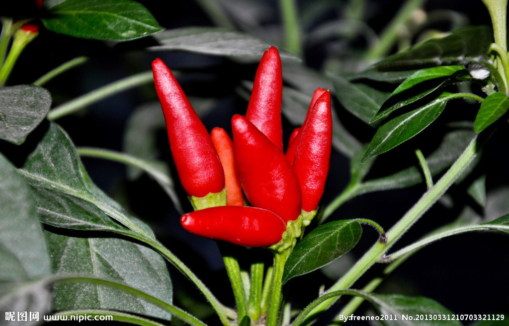 Strong Pungent Red Bullet Chilli Without Stem Dehydrating 30000 Shu