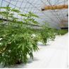 Buy cheap Poly Tunnel 10x20 Light Deprivation Greenhouse For Herb Planting from wholesalers