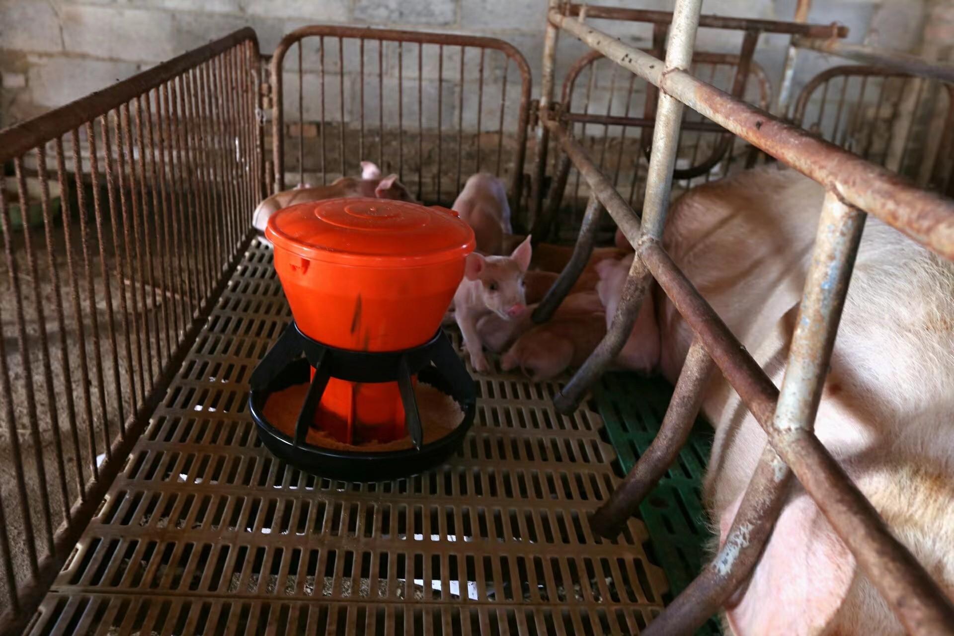 15L Piglet Feeding Trough Durable 420*360*230mm Easy To Clean
