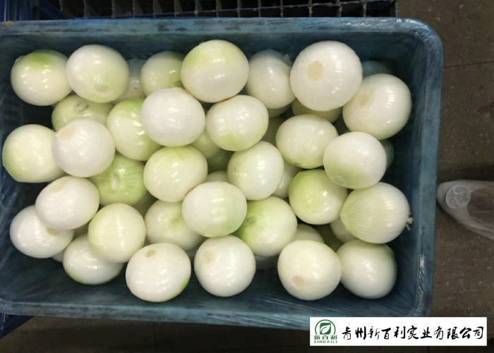 Good Taste Fresh Red Onion Japan Standard 0.2 Kg Supply To Wholesaler