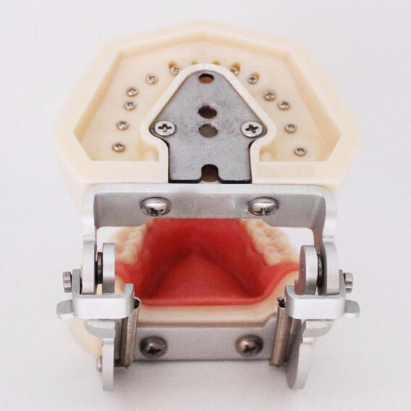 Waxless Medical Simulation Pvc Anatomical Human Tooth Model