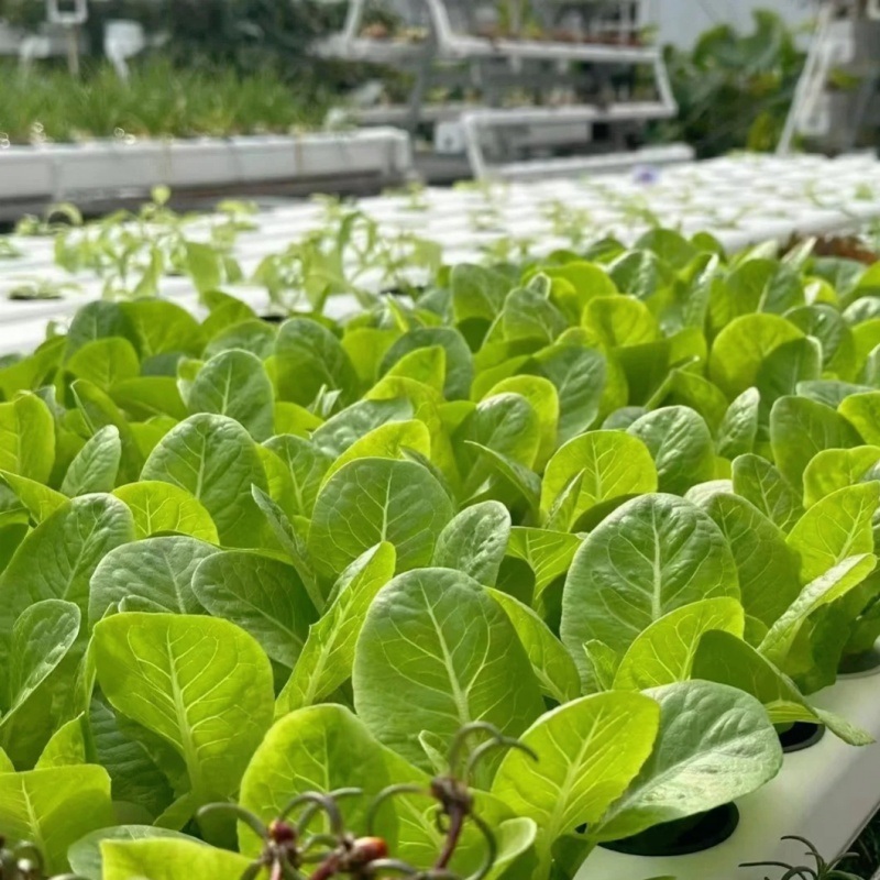 Venlo Style Glass Agricultural Greenhouse with Automatic Control System