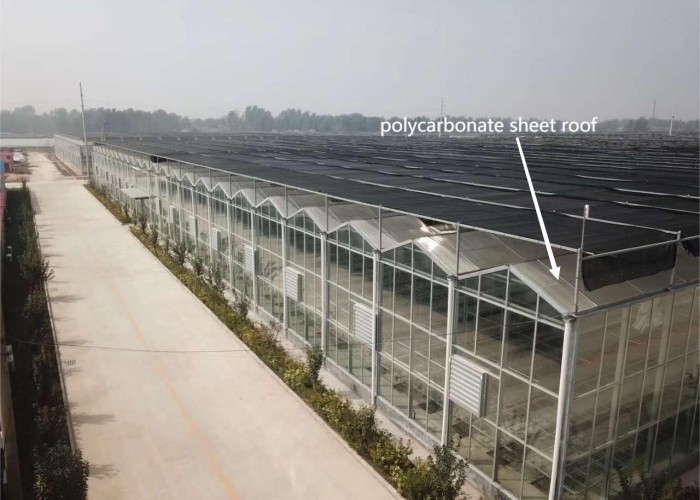 24 X 24 24 X 18 20x30 Venlo Custom Glass Greenhouse Cover Sides Polycarbonate Sheet Roof Covering For Tomatoes
