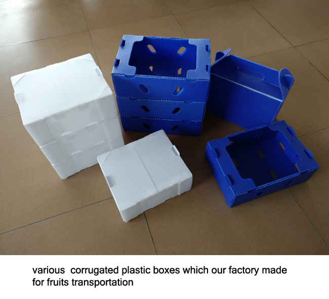corflute sheets boxes for fruit and vegetables