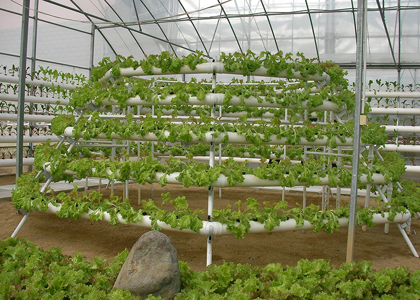 Easy Maintenance Nutrient Film Technique System With Strong Adaptability