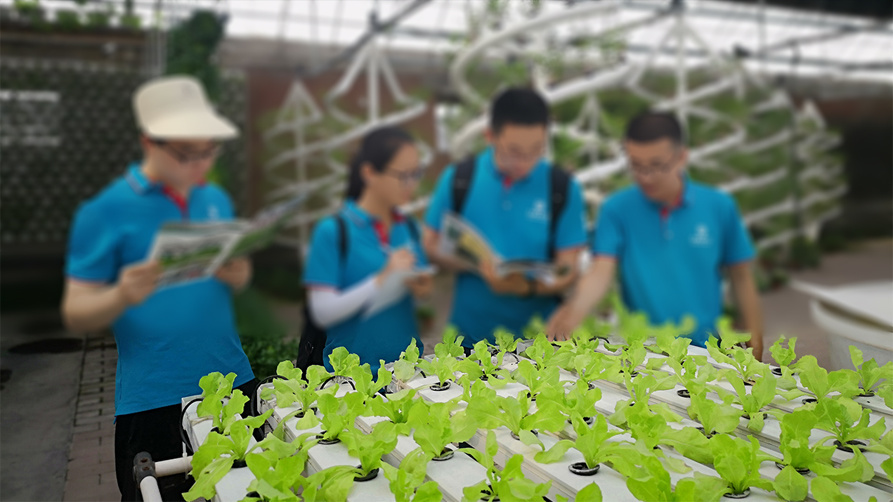 China Dual-Layer Film Greenhouse for Pepper Cultivation