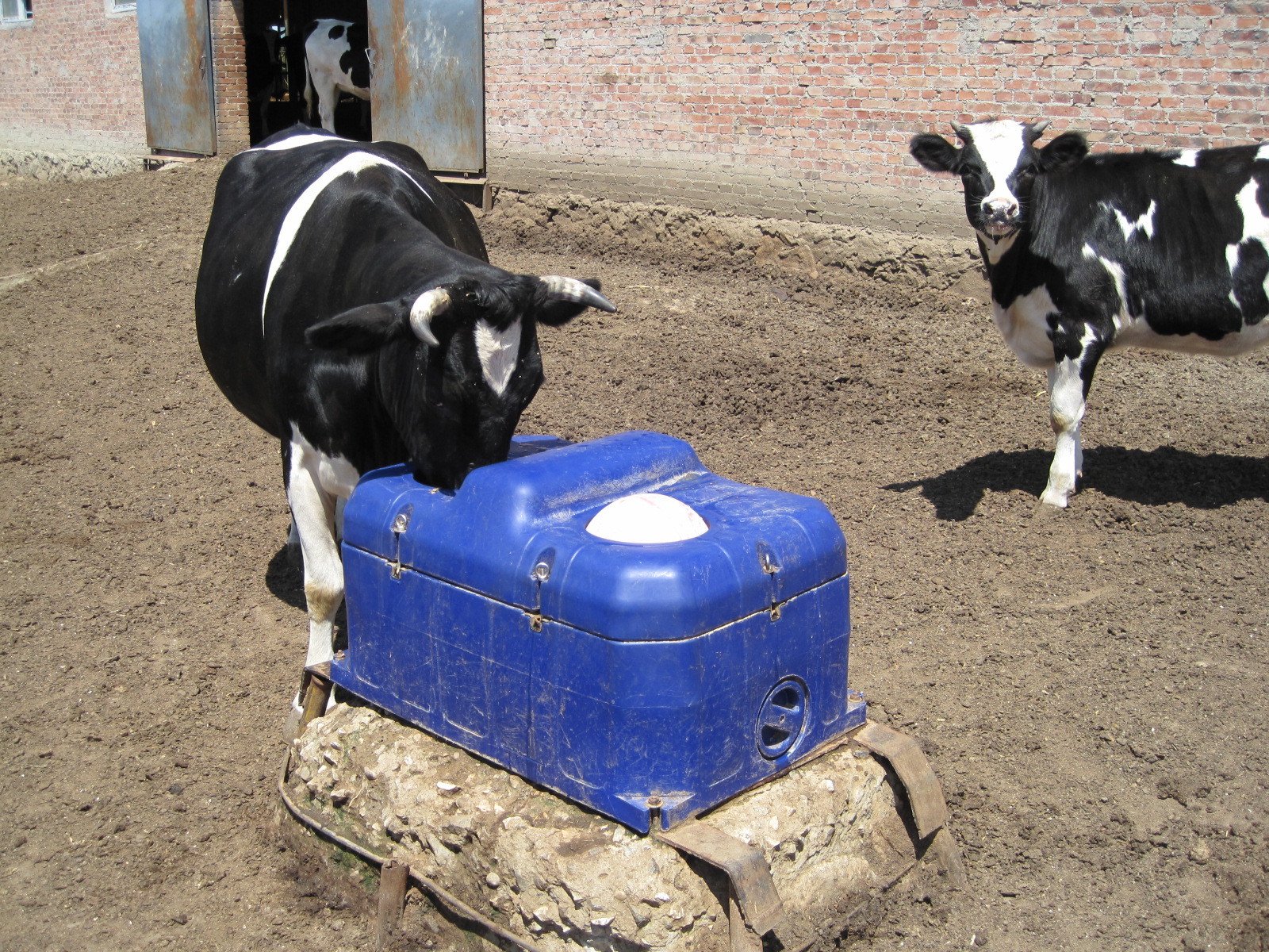 LLDPE Livestock Water Trough