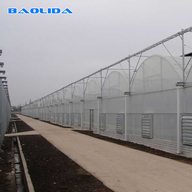 Multi Span Frame Plastic Film Greenhouse For Vegetable Agricultural Animal