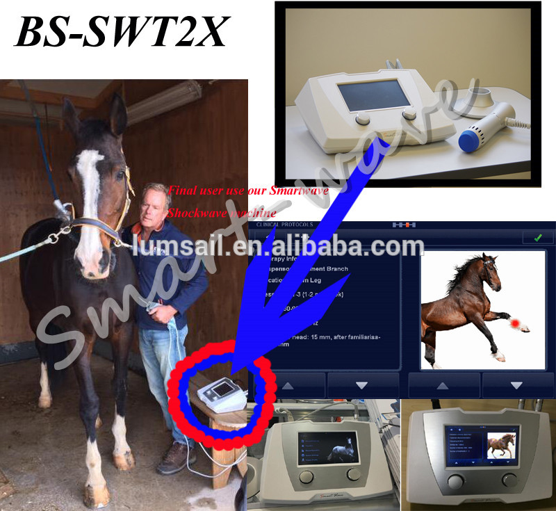 ESWT shockwave vet treatment veterinary shock wave therapy horse racing for animal
