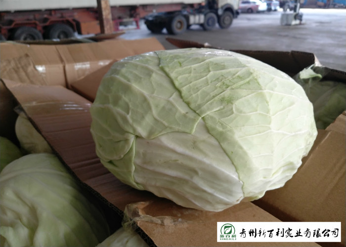 Clean Healthy Fresh Green Cabbage Own Plantation Supply To Supermarket