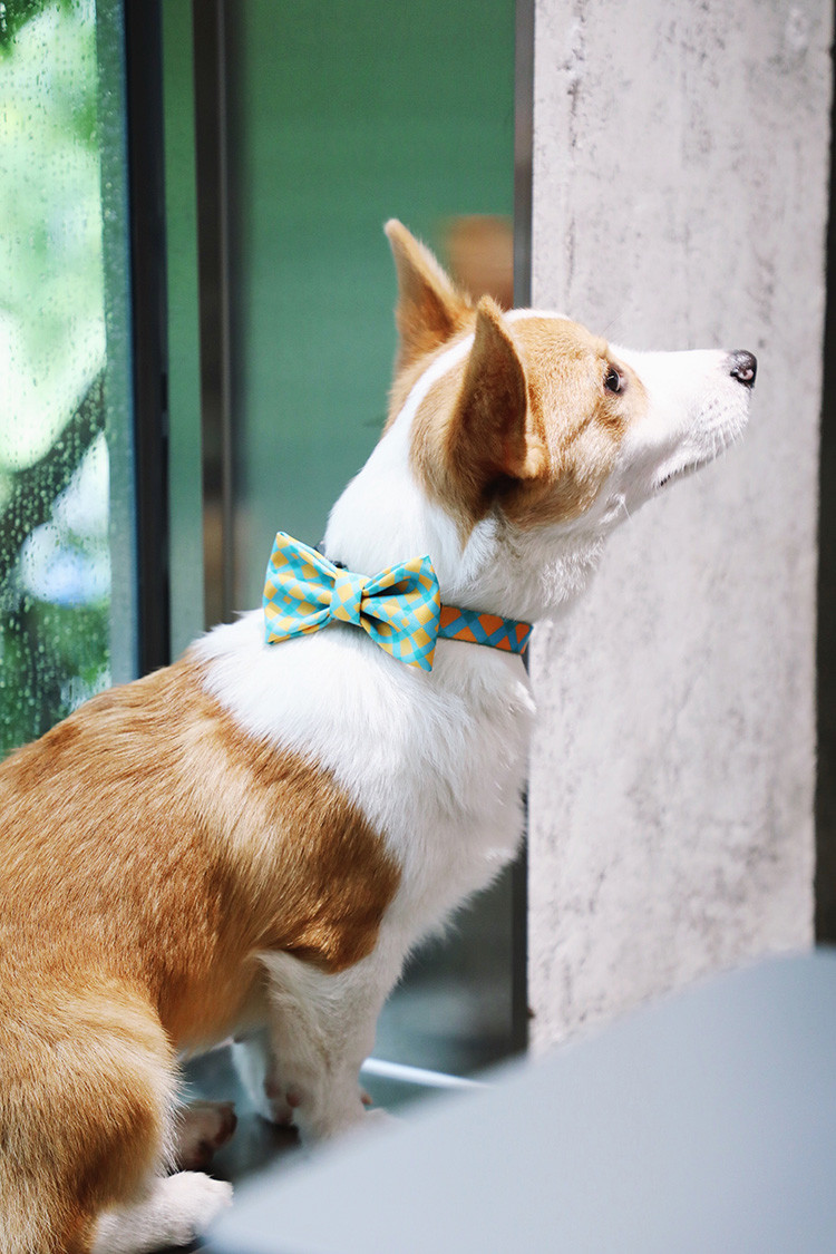 Holiday Xmas Thanksgiving Dog Bowtie Sublimation Printing For Small Medium Dogs