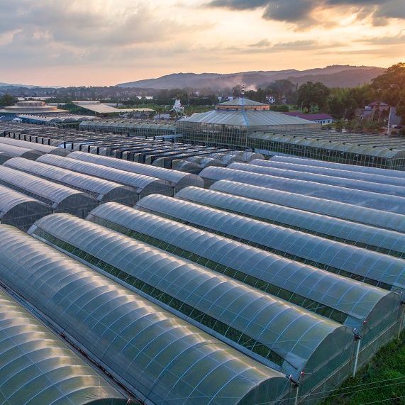 Custom Double Arch Beam Greenhouse for Vegetables Growing