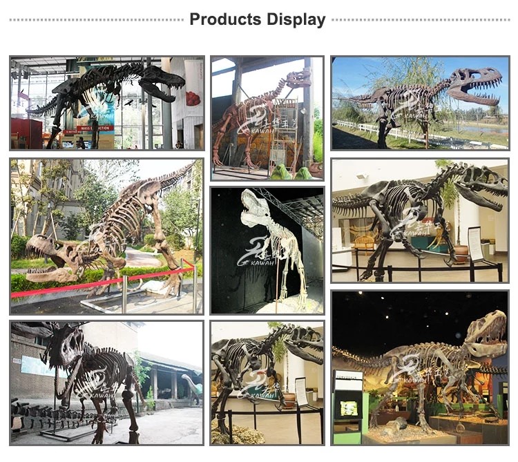 High Durability Realistic Dinosaur Skeleton Models Fiberglass / Gypsum Made