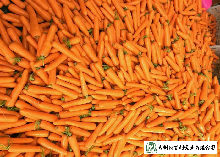 Quality A Little Finger Carrots S / M / L / 2L Size Supply To Supermarket