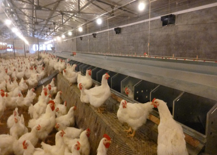 Automatic Poultry Egg Collection System 20 Holes For Breeder Layer