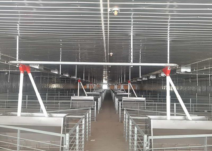 Automatic Disc Chain / Auger Feed Conveying System Pig Farming Equipment