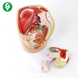 China Pelvic Female Anatomical Model / Female Reproductive System Anatomy Model on sale