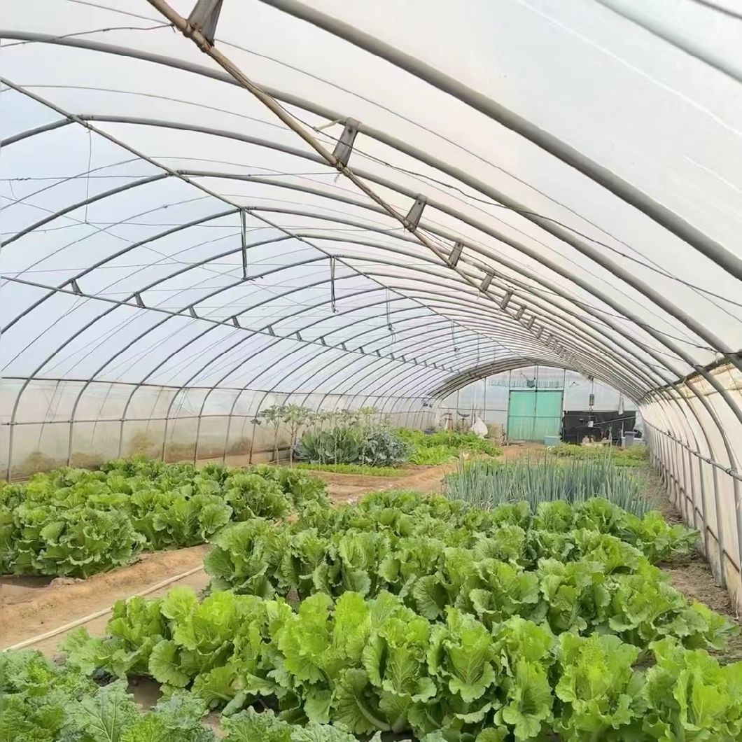 Chinese Origin Single-Span Arches Greenhouse