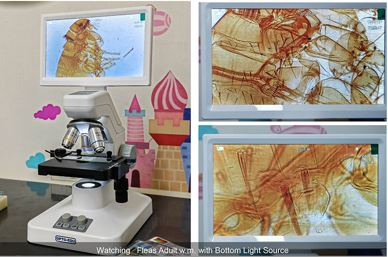OPTO EDU A33.5130 Rechargeable Microscope With 7'' Display TF Card And Multi-Output Options