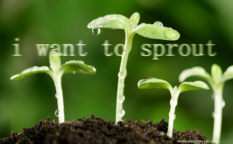 hydroponic soft plastic plant pot with competitive price tomato seedling pot