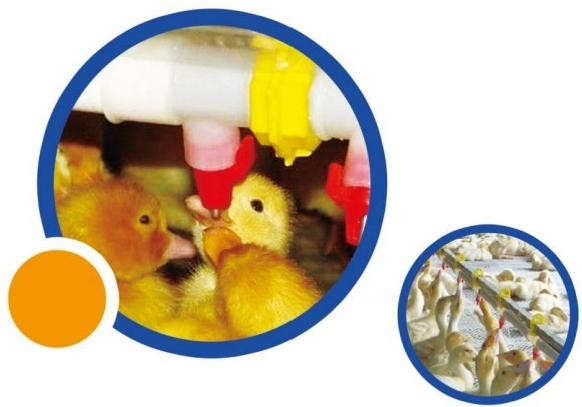 Duck Goose Feeding And Poultry Drinking System Plastic
