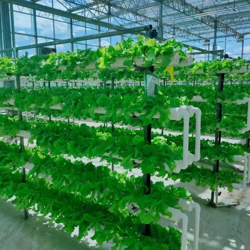 Glass Greenhouse Hydroponics System with Drip Irrigation