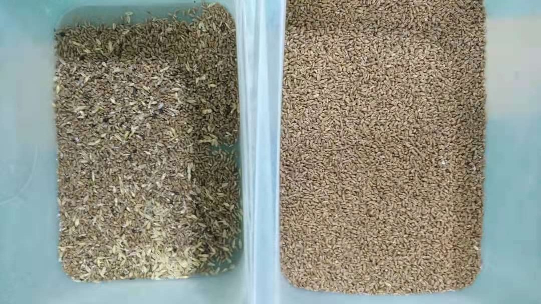4 Chutes Nuts Color Sorter , 256 Channels Optical Peanut Machine