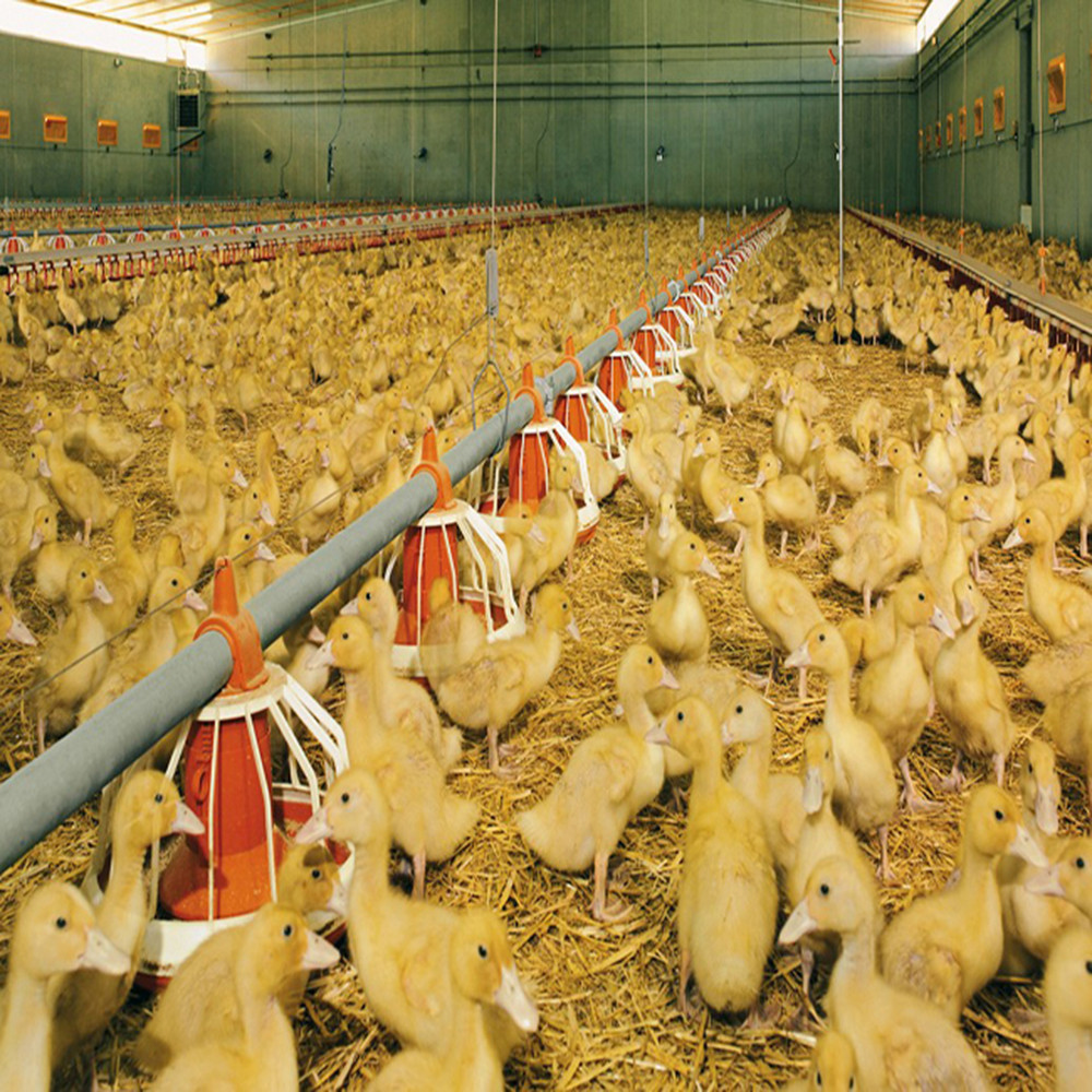 Fully Automated Modular Steel Structure Poultry House Fireproof Prefab Farm Buildings