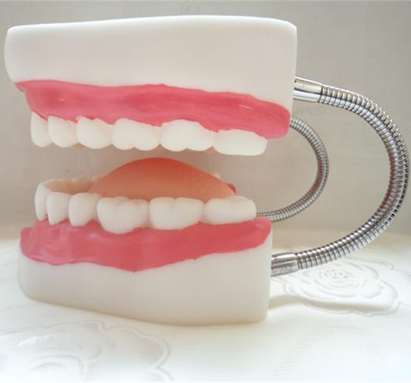 Human Anatomical 6 Times 32 Teeth Dental Care Model