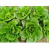Buy cheap No Yellow Flower Fresh Green Cabbage For Restaurant And Supermarket from wholesalers