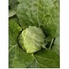 Buy cheap Vitamin K Flathead Cabbage / Improve Digestion Early Round Dutch Cabbage from wholesalers