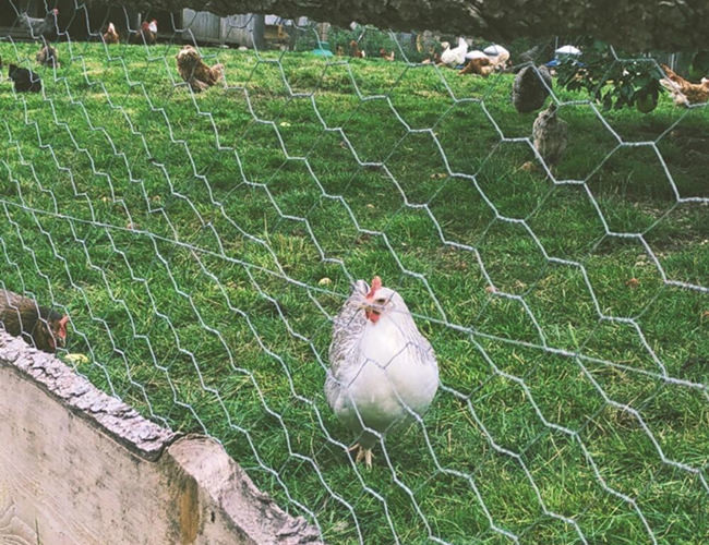 Hot Dipped Galvanized Chicken Mesh Fence 22 Gauge 25mm Hexagonal Hole