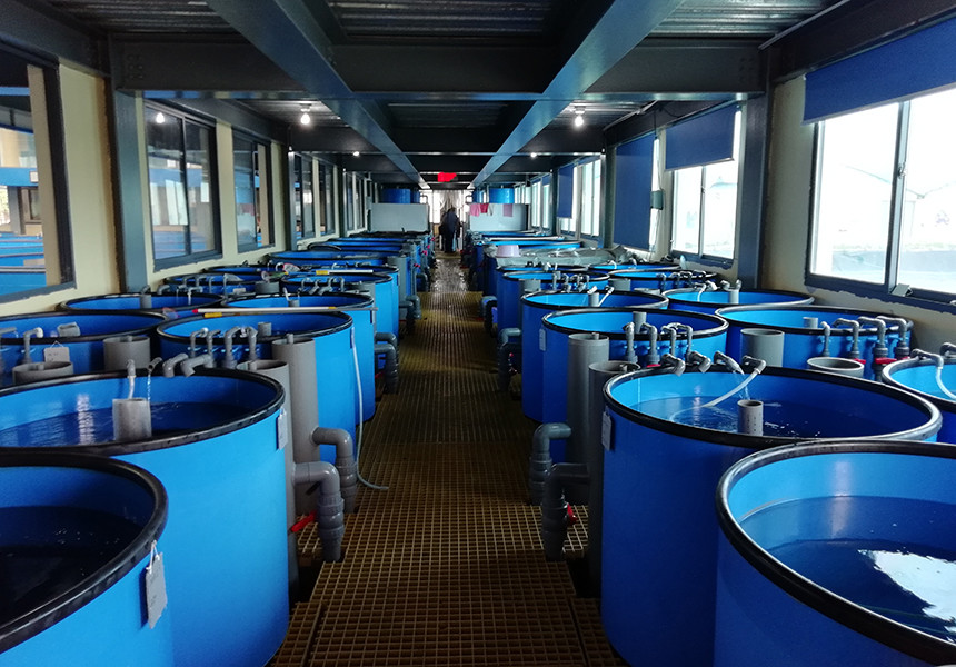 Commercial Recirculating Aquaculture System UV Sterilization Antibiotic Free Fish