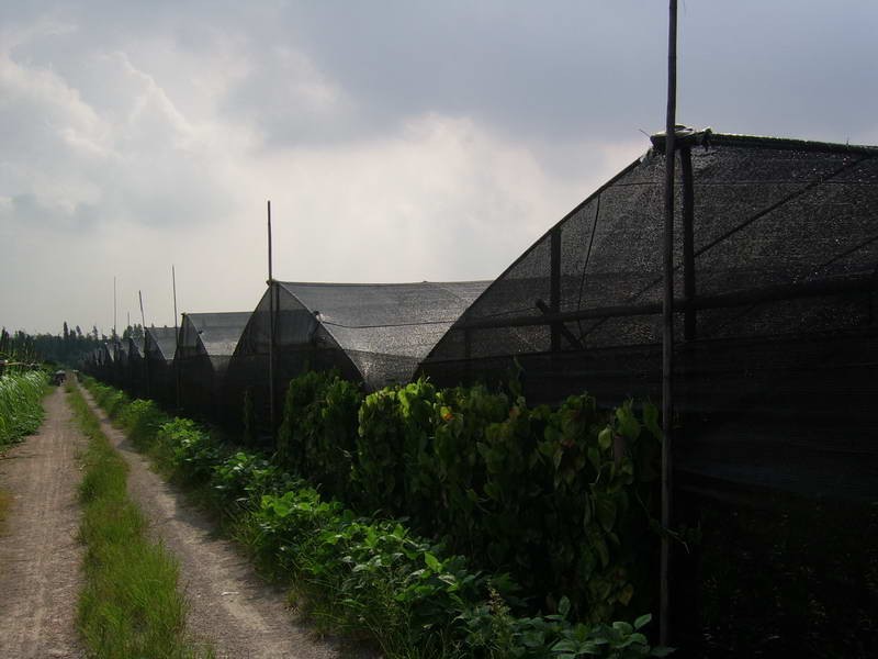 300gsm Recyclable 98% Nursery Shade Net Sunblock Garden Netting Mesh