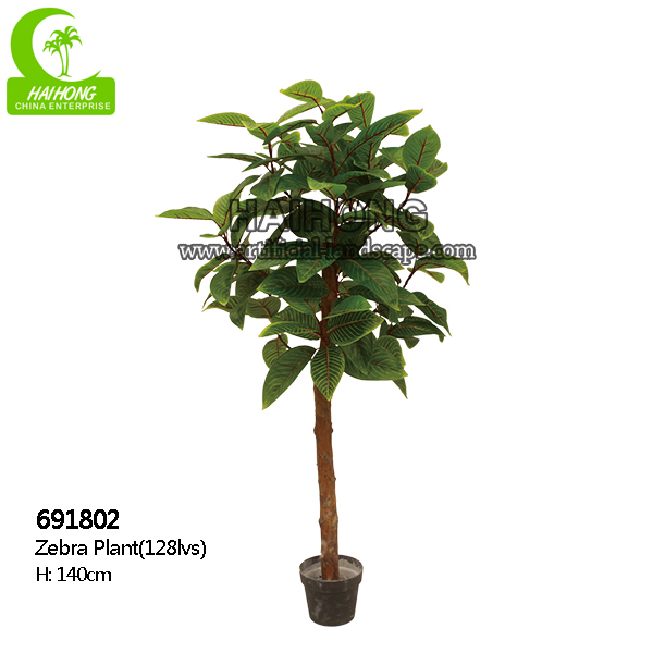 Zebra plant