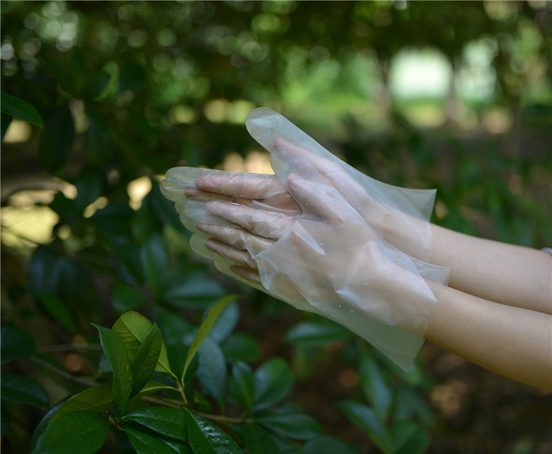 Latex Protein Free TPE Disposable Gloves For Electronic Assembly