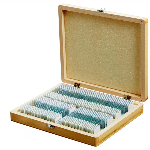Biology Glass Prepared Specimen Slides 100PCS For Science Basic Animal Plants Insects