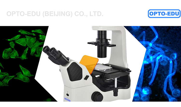OPTO EDU A16.1063 LED Inverted Fluorescence Microscope