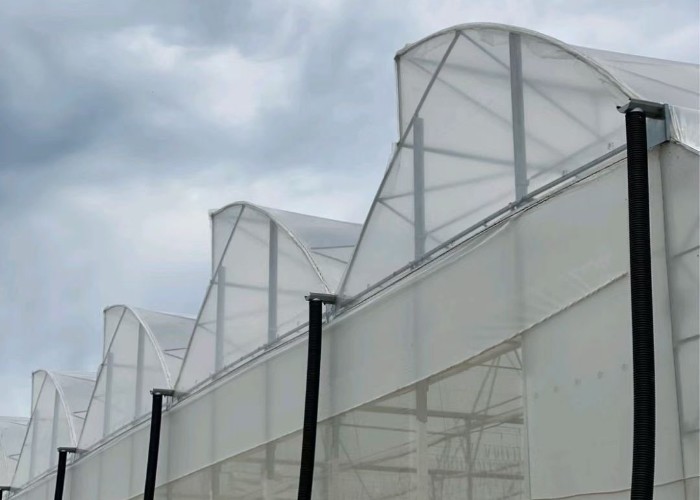 Multi Span Agriculture Greenhouse Sawtooth With Cooling System Nursery Seedbed System